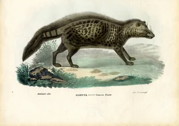 Afrikanische Zibetkatze, 1863-79